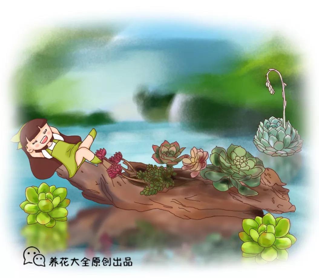 农村老家的多肉, 爬的满墙都是, 白送都没人要!