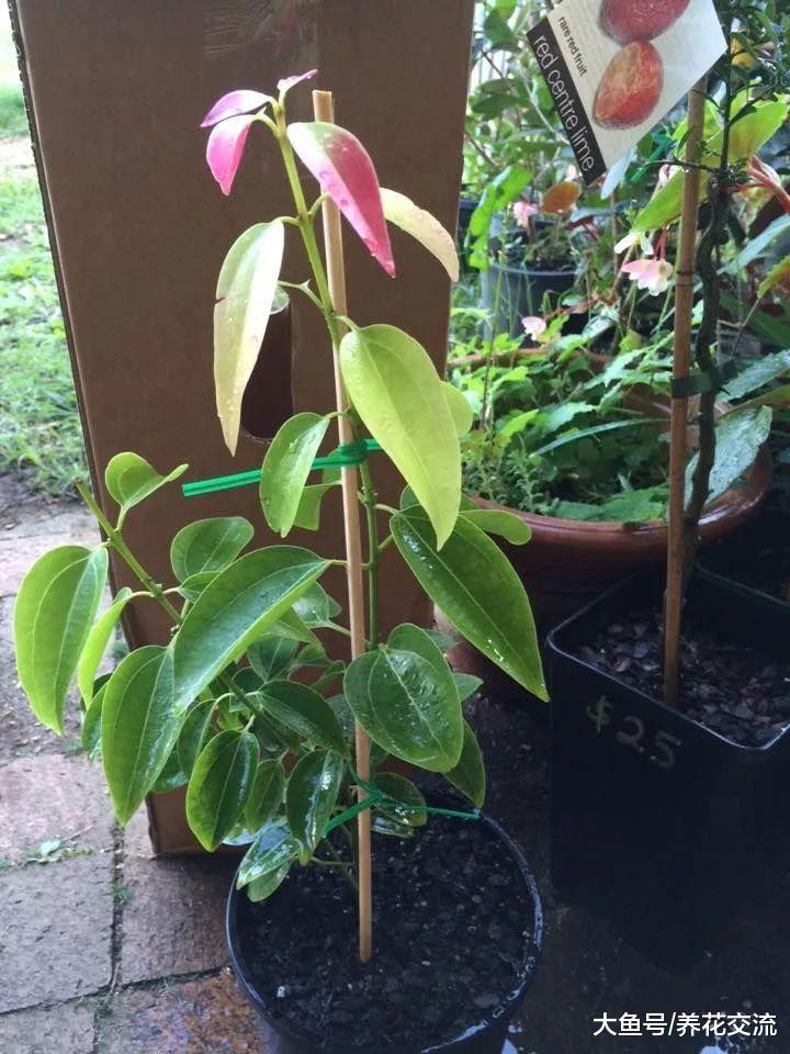 用花盆种出带有迷人芳香的肉桂树, 还有这么多好处