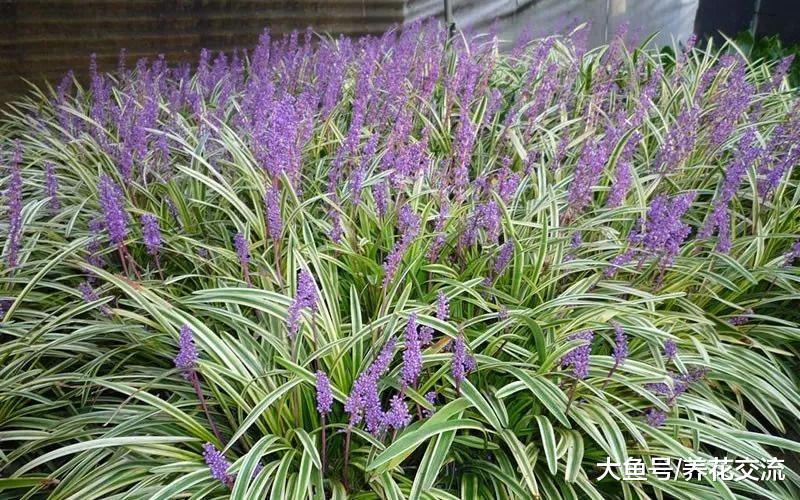 8种特别适合种在院子里的铺地植物, 匍匐长在地上长成花毯子
