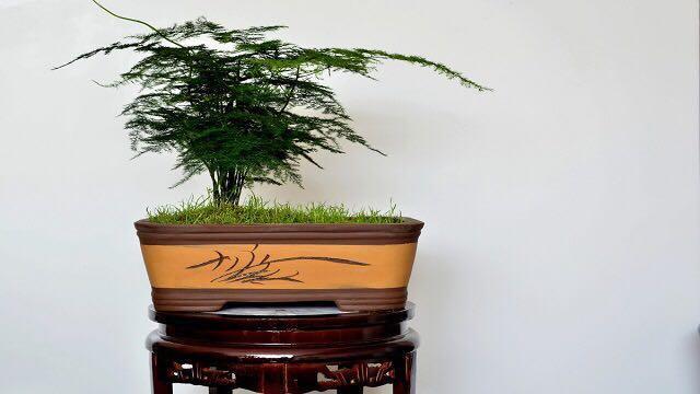 刚抽芽的“文竹”容易死, 滴点这个, 20天就能长爆盆!