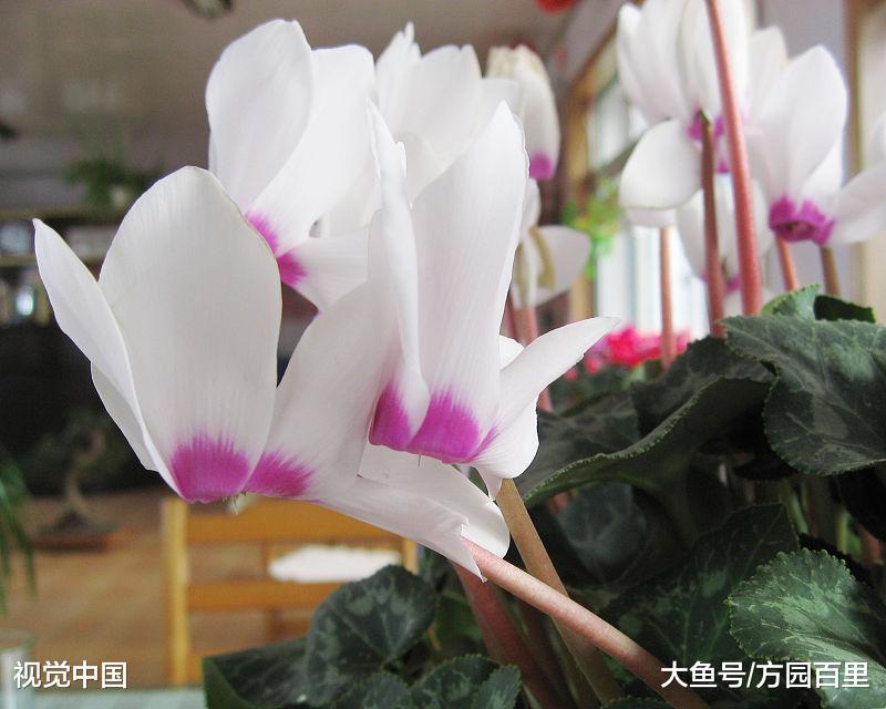 高贵优雅的冬季花卉——仙客来