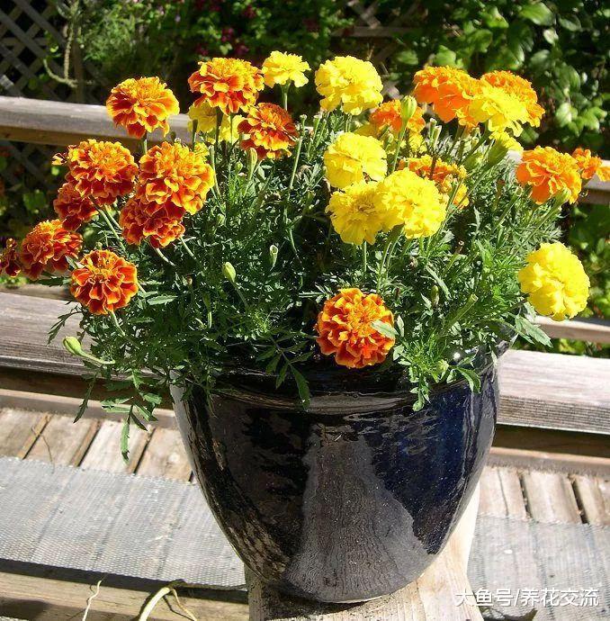 夏季开成五彩花卉的10种花, 在光照充足的地方生长特别旺盛