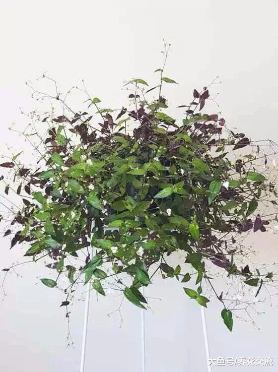 6种养在窗台上特别容易照顾的悬挂植物, 可以保持常年翠绿