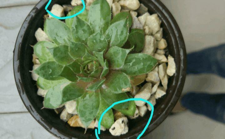 给花喷点消毒水, 蚊虫全死光, 3天黄叶变绿叶!