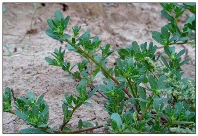 农村才有的抗癌野菜, 第三种女人吃了更是有意想不到的效果