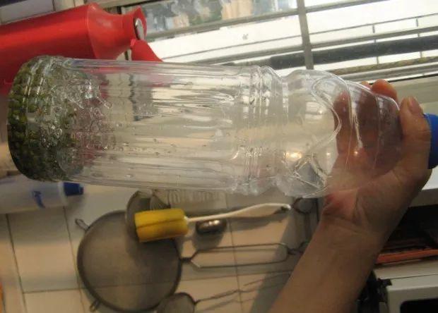 西瓜吃完就扔? 把皮留下丢盆里, 栀子花开的停不下来!