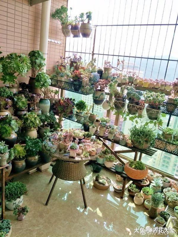 买多肉太烧钱? 跟着花友学叶插, 多肉阳台在等你!