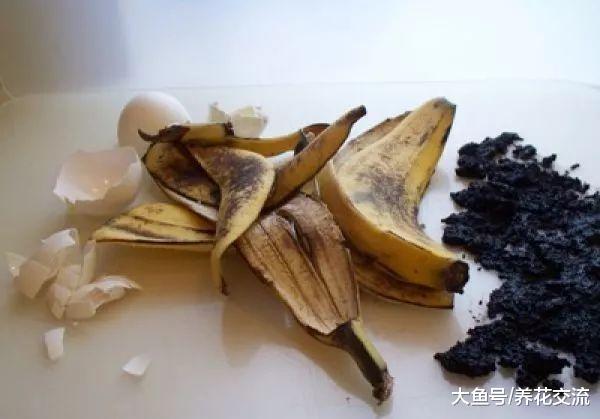 16种常见的家庭用品用来养花的好处, 让植物花卉长得更好