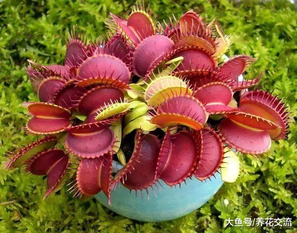 在室内栽种食虫草盆栽植物的几个技巧, 你更喜欢哪一种呢?