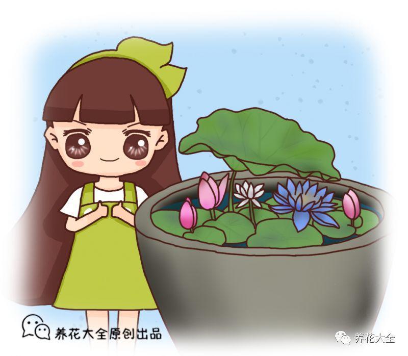 这8种花, 天再热都能长, 大缸都放不下!