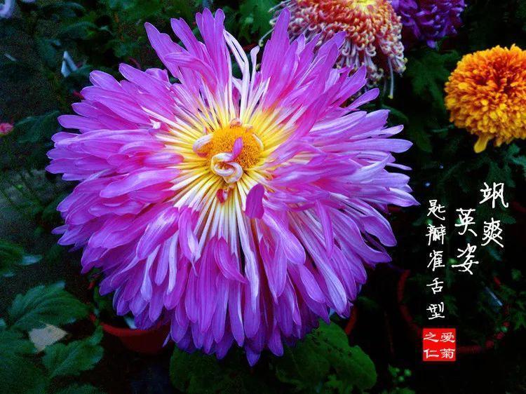 60款超美菊花, 每一种都醉人, 一点不输牡丹!