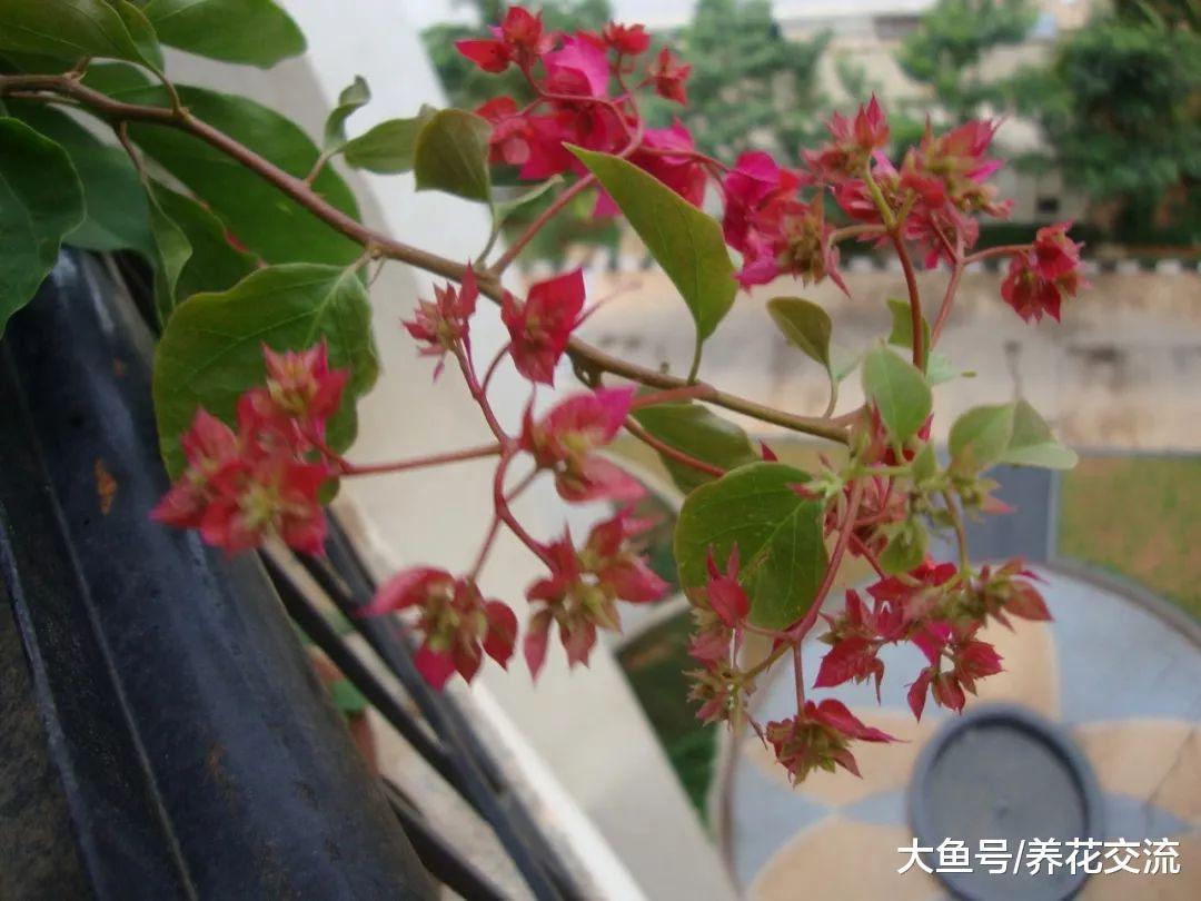 盆栽养护的三角梅枝叶生长特别旺盛, 但养了一两年都没办法开花