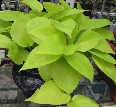 养绿萝、月季、虎皮兰......用的这些小妙招, 谁用谁爆盆!