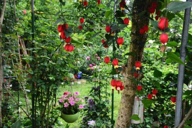 她用3年时间, 把鸡窝打造成了花园, 处处鸟语花香!