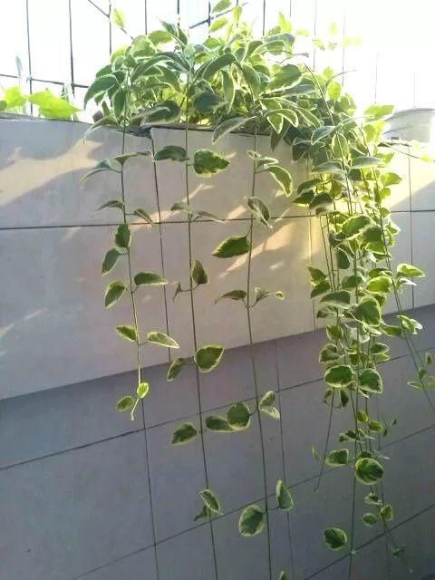 冬天就养这4种爬藤花, 耐阴耐寒, 比绿萝好看多了!