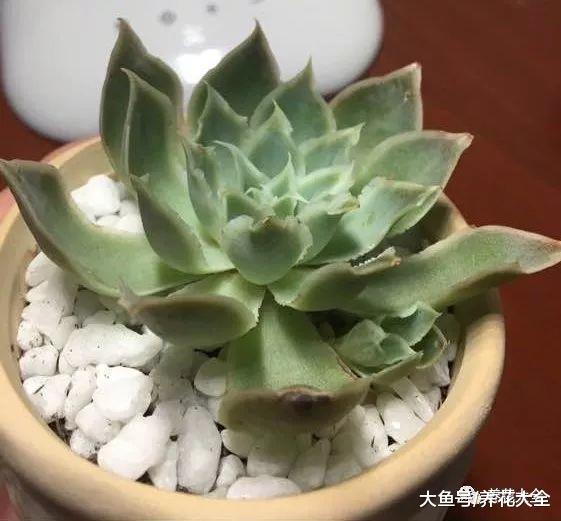 人的多肉在呼呼长, 你的却没动静? 别想了, 肯定烂根了!