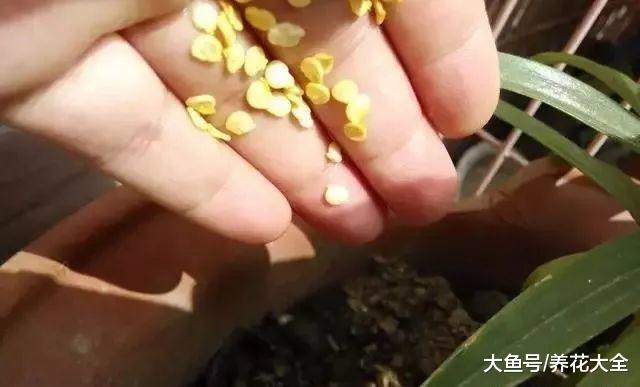 阳台种盆小辣椒, 边吃边摘, 根本不用买!