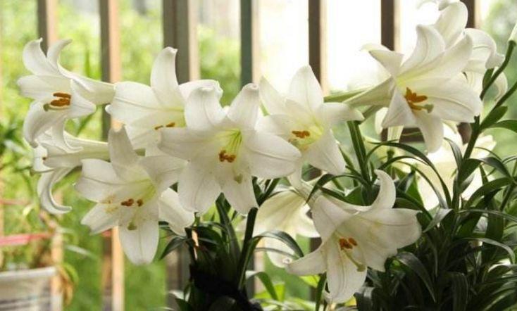 叶子发黄不停掉? 别乱用药, 找到原因是关键!