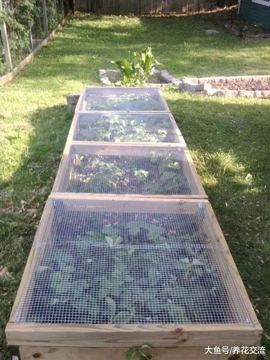 没有院子想吃水果可以用这11种实用创意, 种出吃不完的草莓