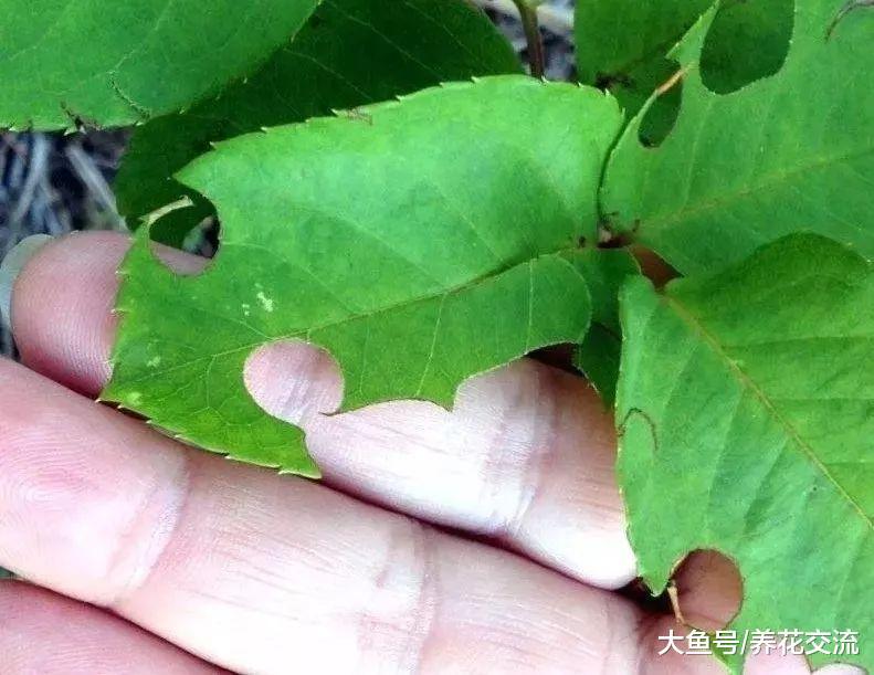 月季花的叶子快要被虫子吃光了, 你会用什么方法处理?