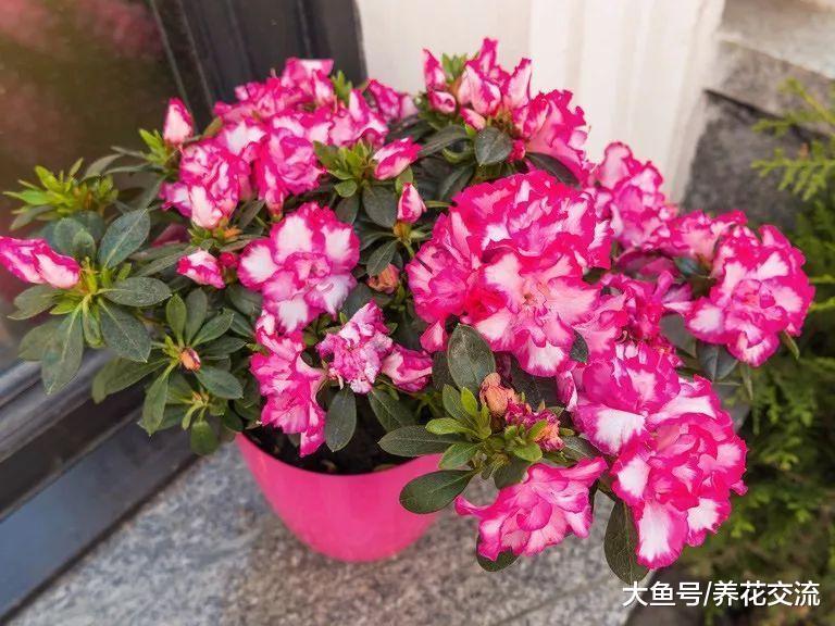 五颜六色的杜鹃花灌木, 在花盆里种着也能每年开花