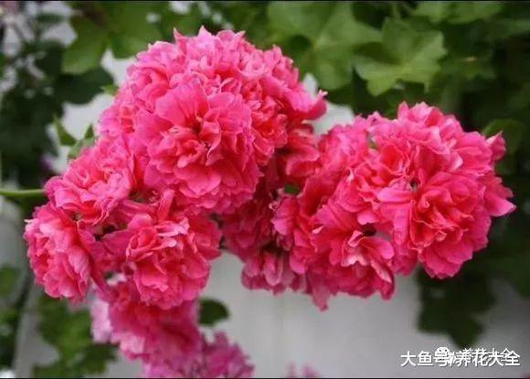 这9种花, 单瓣变双瓣, 瞬间美的像天仙!