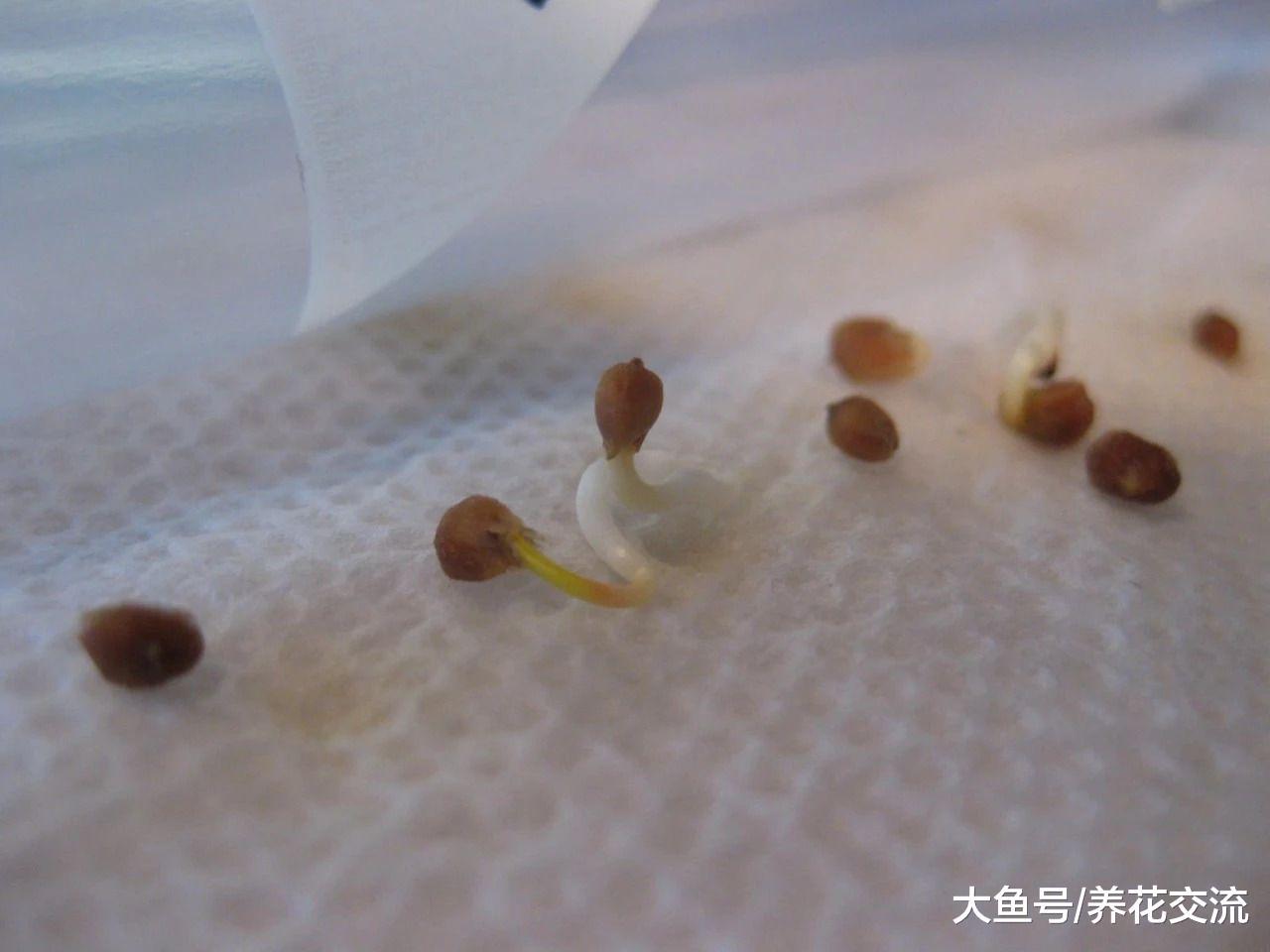 30多天种出不断开花结果的黄秋葵, 用一个大花盆就能养好