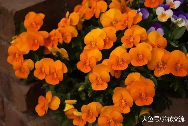 如果你喜欢橙色的花卉, 下面十种开花植物就很适合你