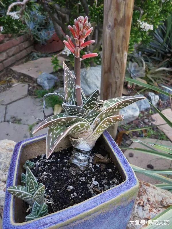 千代田锦是很容易开花的芦荟品种, 长得特别像虎皮兰