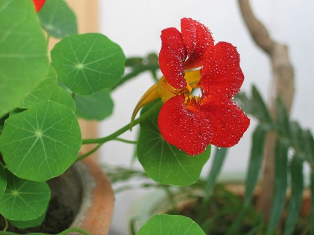 冬至前, 这“3种”花养上, 再冷“花苞”依旧开, 养成花海!