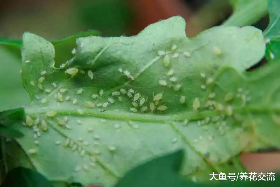 这7种植物虫害没处理好, 想要养好盆栽花卉就难了