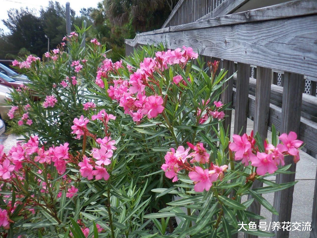 这11种有毒植物一定不要放在家里, 否则会影响人们的健康