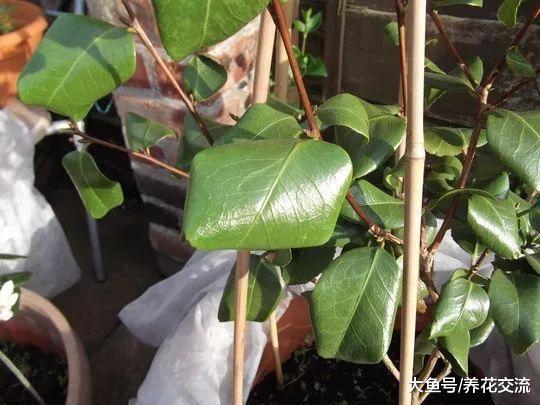 山茶花的叶子出现卷曲, 叶子边缘干枯的状况, 用这些方法都能解决