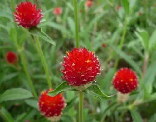 这种植物可以从火热的夏天开到寒冷的冬夜, 养一盆温暖人心!