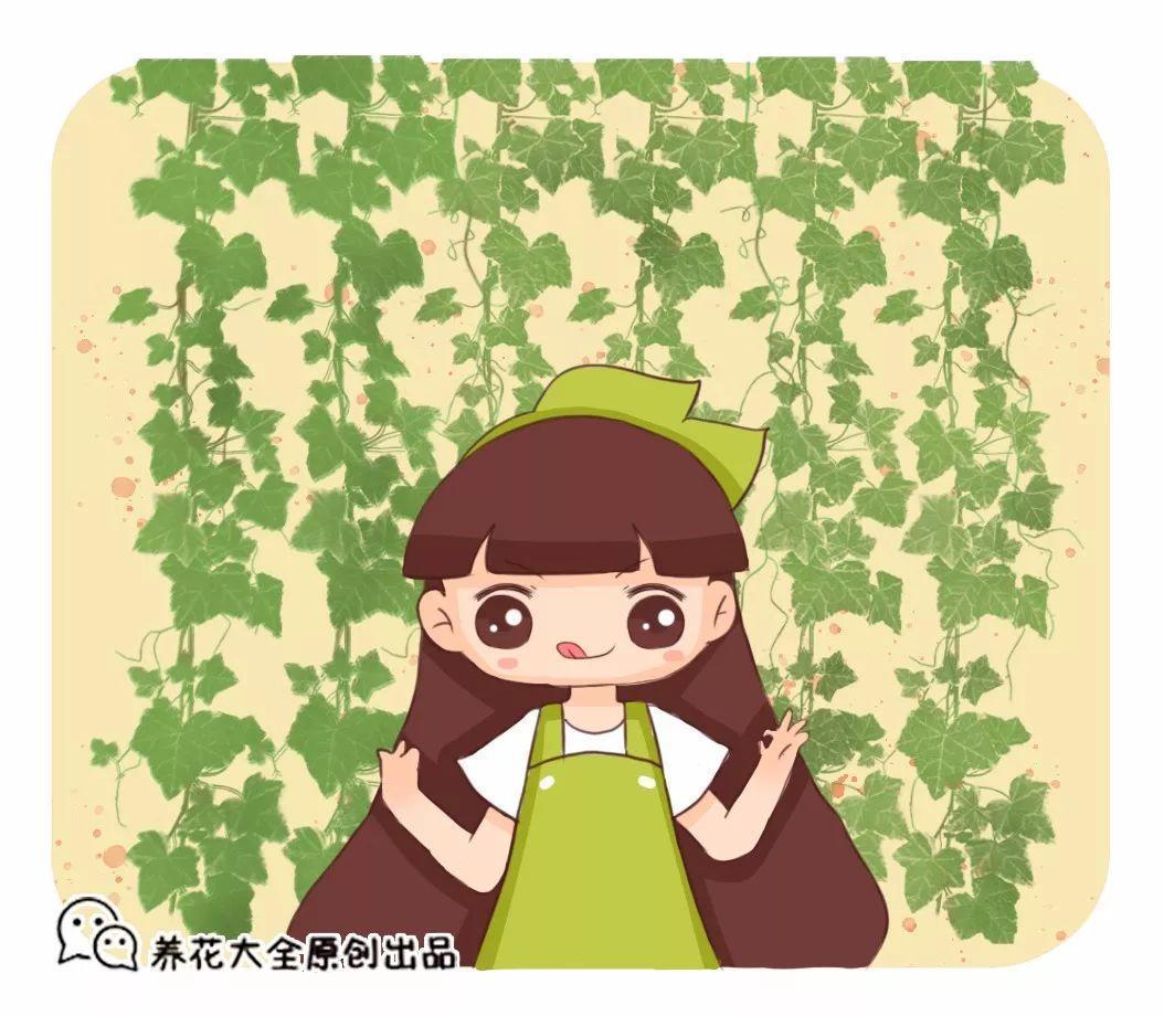 这9种瀑布花, 没光也能挂满墙, 连窗帘都省了!