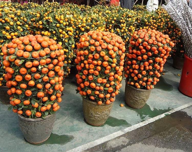 这2种“树”能开花, 还能结“金黄色”果子, 做“传家宝”不送人