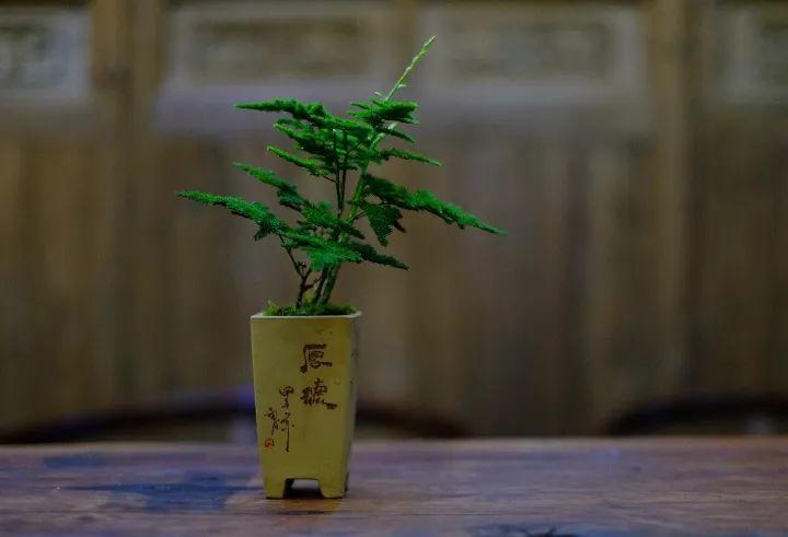 文竹个子越矮越值钱, 养成土肥圆, 最后卖出了这个价格!