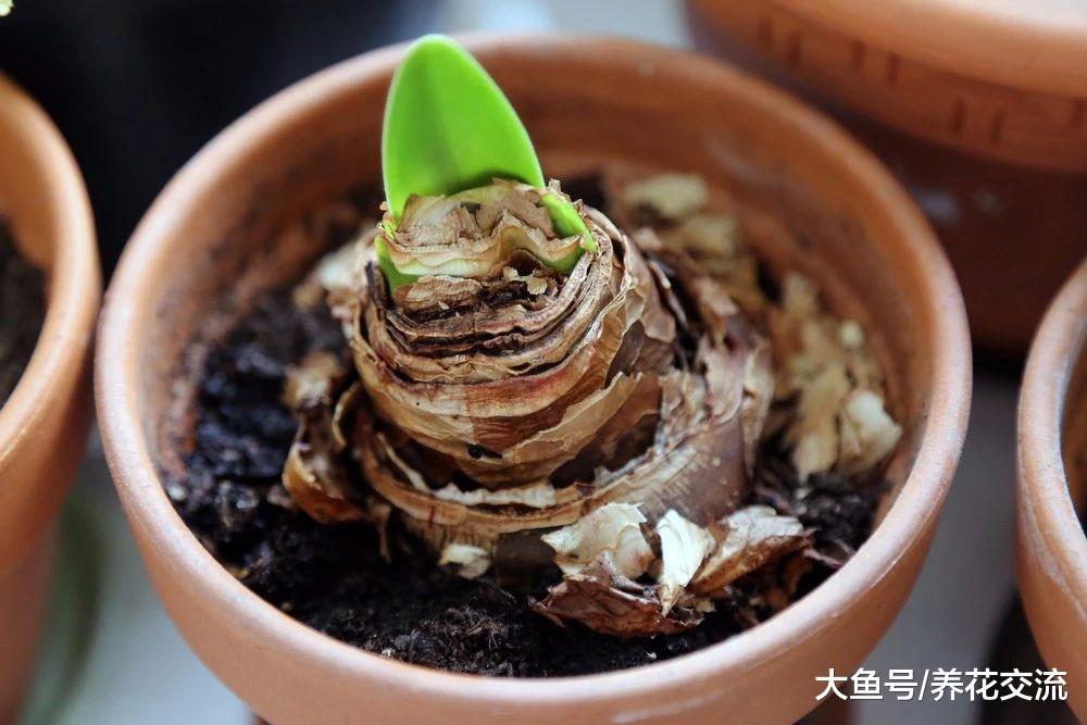 朱顶红的花朵凋谢之后, 如何重新焕发生机?