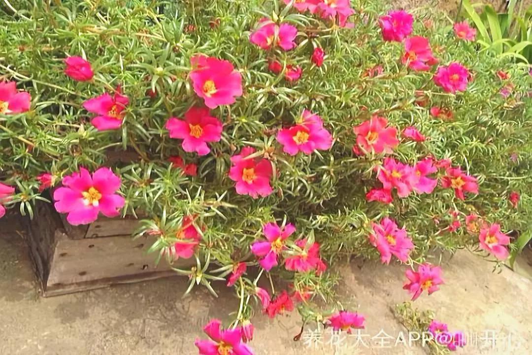 这几种花, 贱养才是王道, 越勤快死得越快!