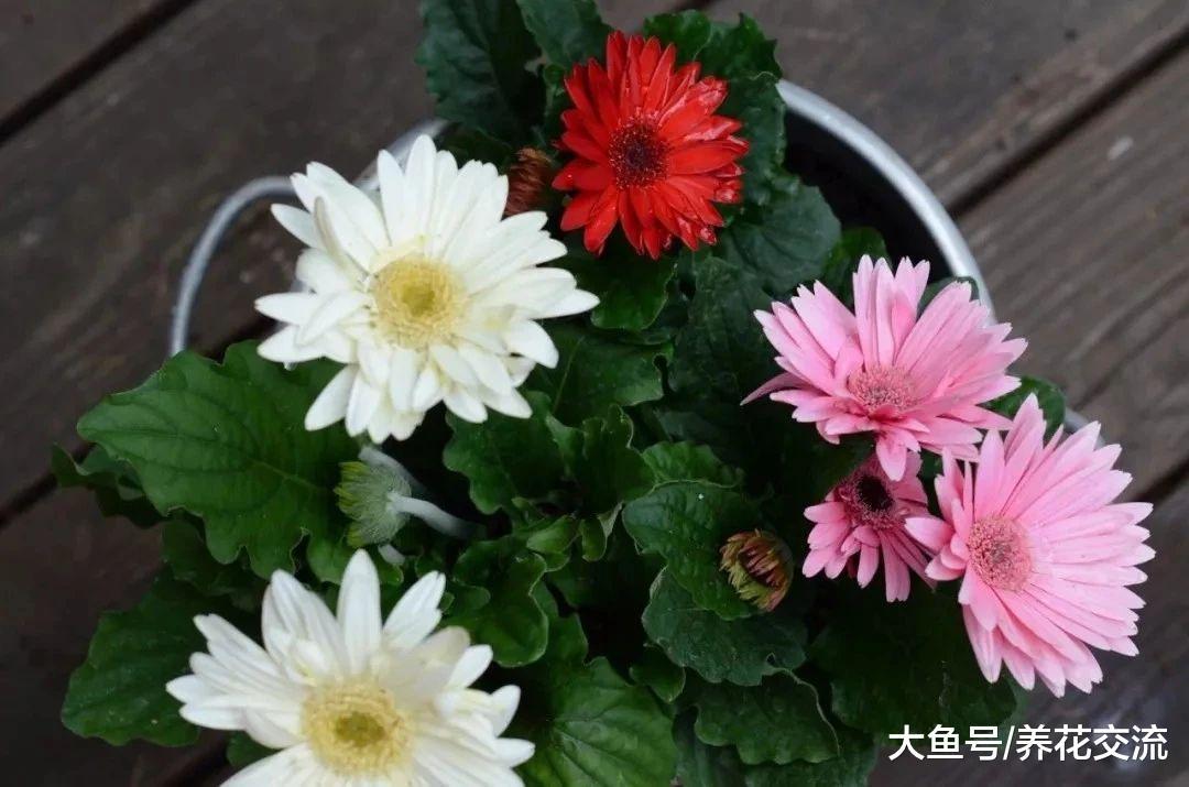 净化空气常见的几种盆栽植物, 你家里养了哪些