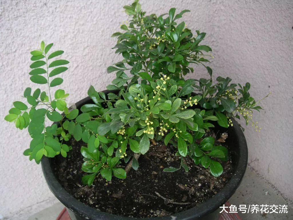米兰用这些技巧养护, 可以保持常年开花, 花朵带迷人清香