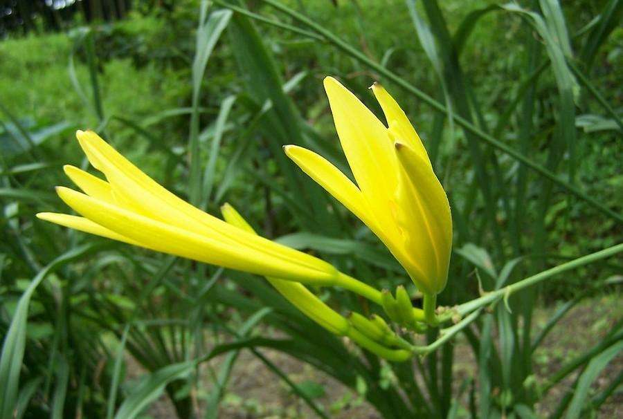 坐月子最适合产妇吃的5种蔬菜，资源月嫂推荐