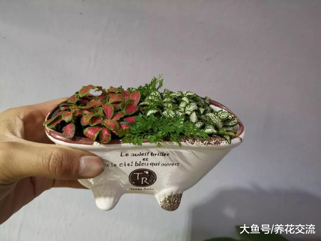 这些盆栽植物在阴凉的房间都能生长良好, 养几年都没有问题