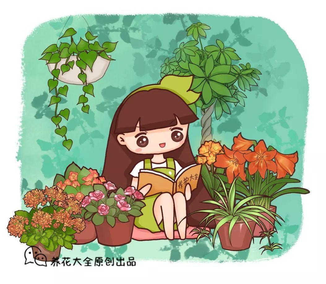 这花浑身都是刺, 却是个大宝贝, 吸害能力抵5盆绿萝!