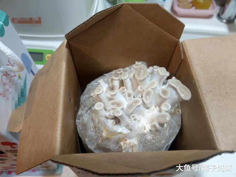 亲子一起种养生菇，给宝宝做辅食，从小打好健康基础