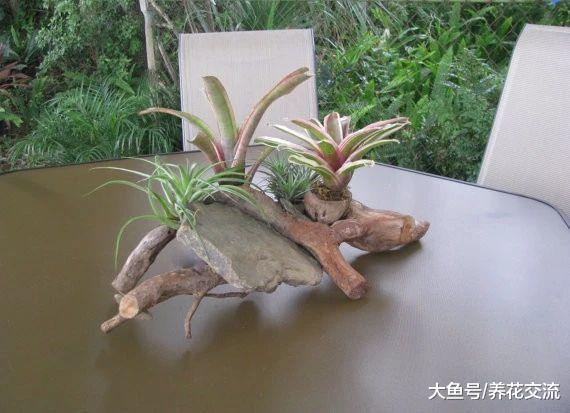 附生在枯木上的积水凤梨, 改造成比盆景还美的植物景观