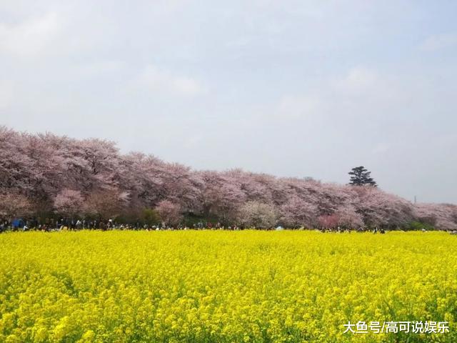 日本东京十巨细寡赏樱胜天:避开人潮拥挤的恐惧,感触感染醒好春意!
