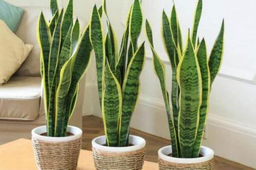 这“3种”花专门对付“甲醛”, 养上盆, 细菌少空气清新!