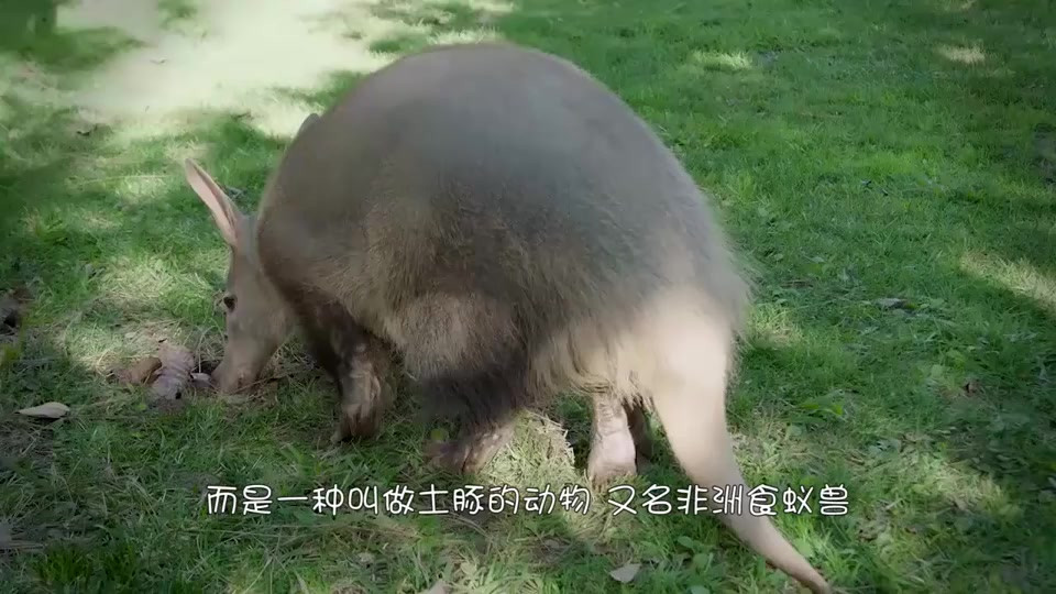 女子野外捡到一头“野猪”，越养越不对劲，差距太大