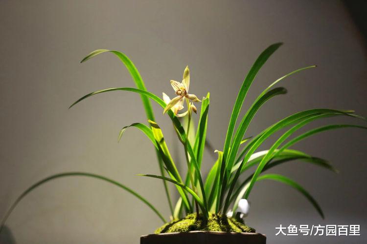 兰花中下山兰和家养兰的区别